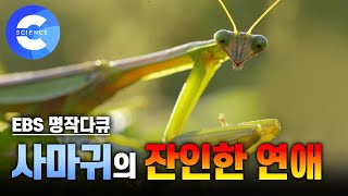 암컷 사마귀는 왜 교미중에 수컷을 잡아먹을까? | 꽃을 닮은 사마귀 | 사마귀의 위장술 | 번식