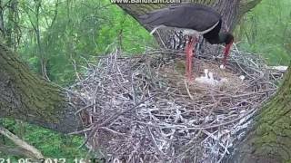 Bociany czarne z Polski (dąb) 2017 05 21 Wykluwa się trzecie pisklę !