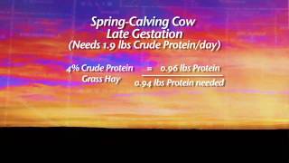 Cow-Calf Corner: Beef Production Tips