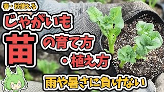 じゃがいもの苗を作るメリット、苗の作り方から収穫まで、気をつけたいポイント【苗の作り方】