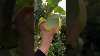 Harvesting a GIANT apple I grew 😮 | Diary of a Yorkshire Gardener