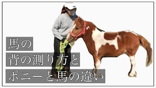 【馬の背の測り方】【ポニーと馬の違い】乗馬初心者/ポニー/馬好き