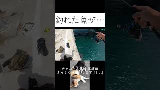 お魚くわえたドラ猫 #田代島#宮城釣り#猫#アクシデント