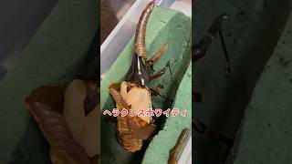 ヘラクレスホワイティ！　ヘラクレス　羽化　ヘラクレスオオカブト　小型　カブトムシ　クワガタ　昆虫　hercules beetle #ヘラクレス #ヘラクレスオオカブト #羽化