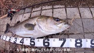 小規模河川 釣行日記 2019年12月2日