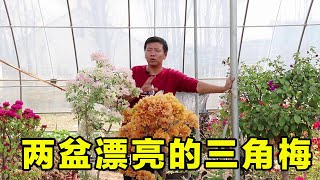 【養養養花花花】兩顆開花漂亮的三角梅，只需簡單操作就能開爆盆，品種選對很重要