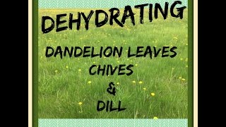 Dehydrating Dandelion Leaves, Chives and Dill