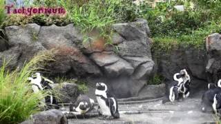 草原のペンギン - サンシャイン水族館 マリンガーデン新エリア