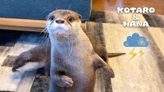 雷のゴロゴロ音に表情が固まってしまうカワウソ　Otters React to Thunderstorm