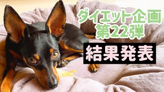 【ミニピン】ダイエット企画第22弾④/飼い主チャレンジ/大河2歳♂