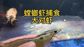 雀尾螳螂虾捕食大对虾，蟹坚强出镜【Chinese Aquaman frank】