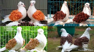 Frillback Pigeons #Frillback #kabootar #kabutar #fancypigeon #siraji #birds