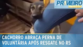 Cachorro resgatado abraça perna de voluntária no Rio Grande do Sul |Primeiro Impacto(13/05/24)
