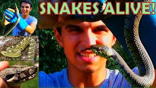 Snakes Of The World!!: Why So Many Patterns?