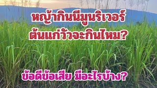 หญ้ากินนีมูนริเวอร์ ต้นแก่วัวกินได้ไหม? ข้อดีข้อเสีย มีอะไรบ้าง