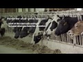 stockmanship part 2 how a cow uses her senses