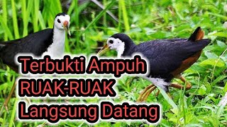 Suara Ruak Ruak Pikat Paling Ampuh