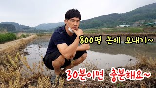 800평 논에 모내기! 30분이면 충분해요~