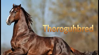 Thoroughbred Horse Breed Info - History - Characteristics