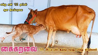 கை கறவை மாடு 11 லிட்டர் பாலுடன் இளம் கறவை மாடு விற்பனை