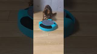 [Flying Tiger] A Bengal cat rampaging on a mouse toy! #Shorts