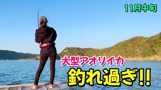 デカいアオリイカが、連発で釣れ過ぎー♡【エギング 女子 】【ヤエン】