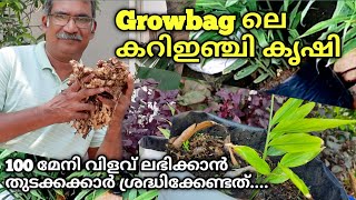 100 മേനി വിളവ്, Growbag ലെ കറി ഇഞ്ചി കൃഷി | തുടക്കക്കാർ ശ്രദ്ധിക്കേണ്ടത്...| Inji Krishi Malayalam