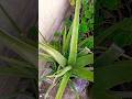 Fresh aloe Vera plants #subscribe #nature #trending #shorts #youtubeshorts #viralshorts #reels #yt