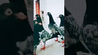 pigeon pigeons kabootar kabutar pigeon video kabootar ki video birds pets vlog💕💕🐦💯💯 #shorts