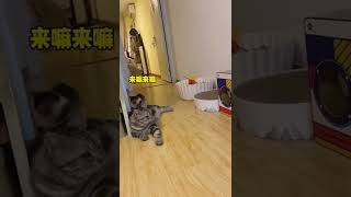 霸总：小东西这是你自找的！#猫里猫气 #霸总 #霸总和小娇妻的日常