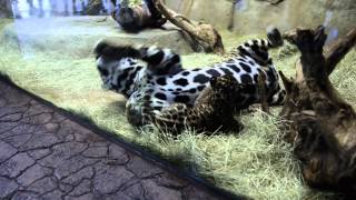 Jaguar Mom Playing With Cub