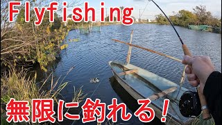 【フライフィッシング】ブルーギルが無限に釣れた！　#フラデバ　#Fenwick　#PFLUEGER