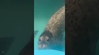 サンピアザ水族館　ゴマフアザラシ / Spotted Seal in Sunpiazza Aquarium.