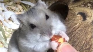 시루떡 햄스터의 대추 먹방 ASMR🥰/ Hamster ASMR