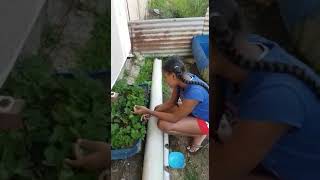 Strawberries grown in Trinidad and Tobago