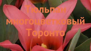 Тюльпан многоцветный Торонто (tulipa tyulpan) 🌿 Торонто обзор: как сажать, луковицы тюльпаны Торонто