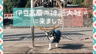 チワワdom伊豆高原の神祇大社にお参りさせて頂きましたー！