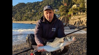 Ligurian Fishing Adventures - Spigola 3.6 kg dalla Spiaggia in Liguria #2