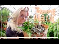 CHEAP Houseplant Shop Tour & Haul! Go Houseplant Shopping With Me!