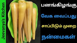 பனங்கிழங்கு வேக வைப்பது எப்படி/Palmyra sprout cooking/How to cook palm sprout in Tamil