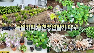 독일카씨 홍천정원일기 Ep.1 식물이사하기, 홍천정원 소개와 근황!!