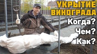 Укрытие винограда - Когда? Чем? Как?