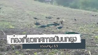 ส่องนกยูงไทยที่ข่วง 69