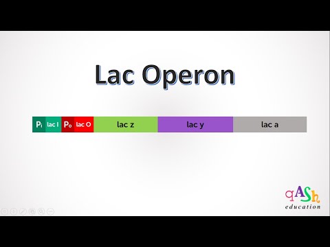 What happens to E coli when lactose is present?