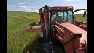 Chopping ditch hay for silage with an experimental cutting system.