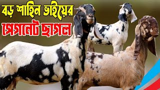 কমদামে বড় শাহিন ভাইয়ের বানিজ্যিক খামার উপযোগী বিভি্ন্ন জাতের আকর্ষনীয় কালেকশন | Sagol Farm