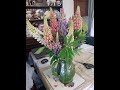 Growing & Germinating Guide For Russell Lupine (Lupinus polyphyllus) Seeds ~ Ep 83