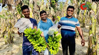 ৪০ লাখ টাকার কলা ২২ বিঘা জমি থেকে- রাজনীতি ছেড়ে সফল কৃষক সুবারেক