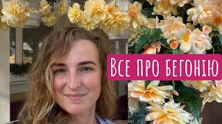 Все про вирощування бегонії