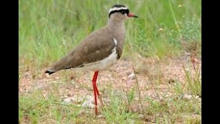 Crowned Lapwing on Birding Planet by Rory Wilson